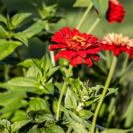 Atputas Vieta Braltirumi Purciems Ngoại thất bức ảnh