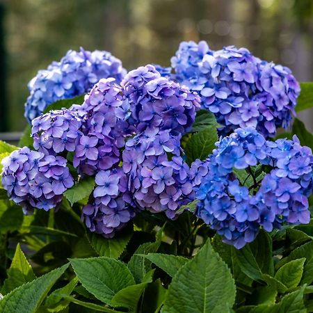 Atputas Vieta Braltirumi Purciems Ngoại thất bức ảnh